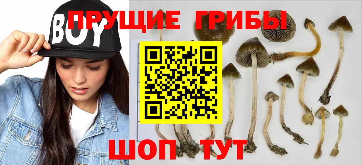 Псилоцибиновые грибы GOLDEN TEACHER Вологда